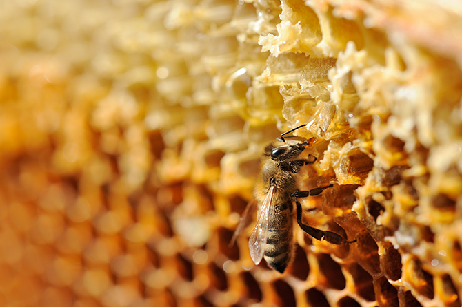 The manuka honeybee